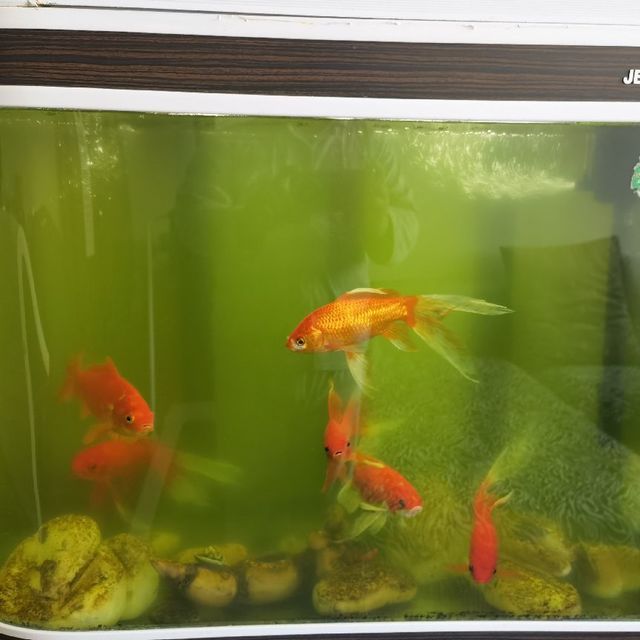 佳寶c380魚缸：佳寶c380魚缸怎么樣 佳寶c380魚缸：佳寶c380魚缸怎么樣 魚缸百科 第5張