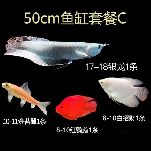 銀龍魚苗怎么養(yǎng)護(hù)和喂食圖片