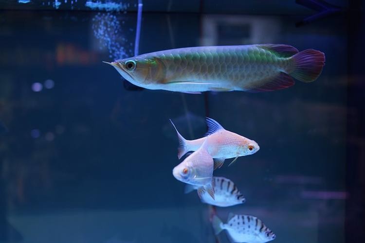 銀龍魚苗怎么養(yǎng)護(hù)和喂食圖片