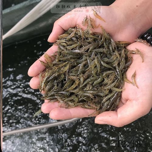 銀龍魚苗怎么養(yǎng)護(hù)和喂食圖片