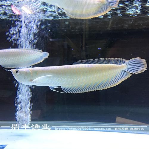 銀龍魚苗怎么養(yǎng)護(hù)和喂食圖片