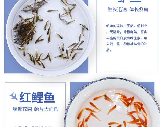 銀龍魚苗怎么養(yǎng)護(hù)和喂食圖片