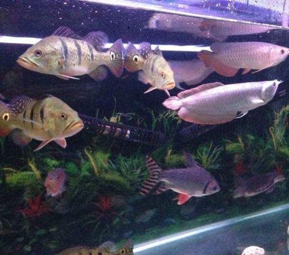 銀龍魚苗怎么養(yǎng)護(hù)和喂食圖片