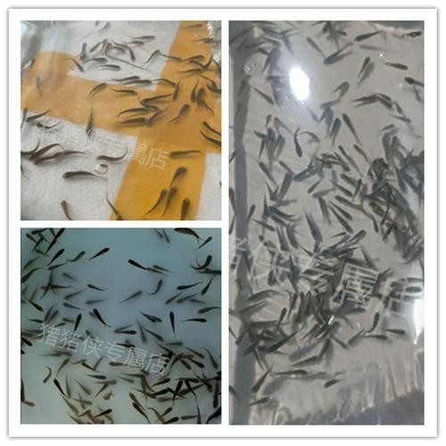 銀龍魚苗怎么養(yǎng)護(hù)和喂食圖片