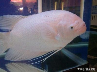 龍魚魚頭朝下是怎么回事:龍魚魚頭朝下的原因及其相應的處理方法 龍魚百科 第1張 龍魚魚頭朝下是怎么回事:龍魚魚頭朝下的原因及其相應的處理方法 龍魚魚頭朝下是怎么回事:龍魚魚頭朝下的原因及其相應的處理方法 龍魚百科 第1張