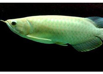 青龍魚值得養嗎，青龍魚在壽命、飼養難度、成本以及環境適應性等方面的優勢 青龍魚值得養嗎，青龍魚在壽命、飼養難度、成本以及環境適應性等方面的優勢 龍魚百科 第2張