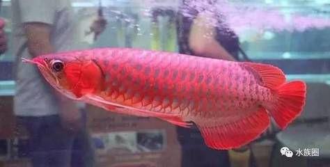 紅龍魚對魚缸的要求是什么（紅龍魚飼養方法及注意事項）