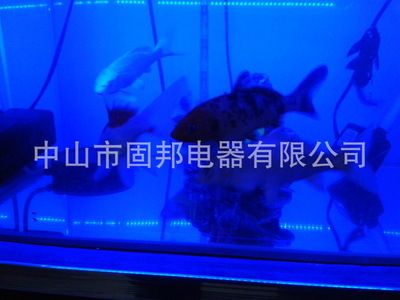 紅龍魚(yú)缸什么燈最好：紅龍魚(yú)缸適合什么燈 紅龍魚(yú)缸什么燈最好：紅龍魚(yú)缸適合什么燈 龍魚(yú)百科 第4張