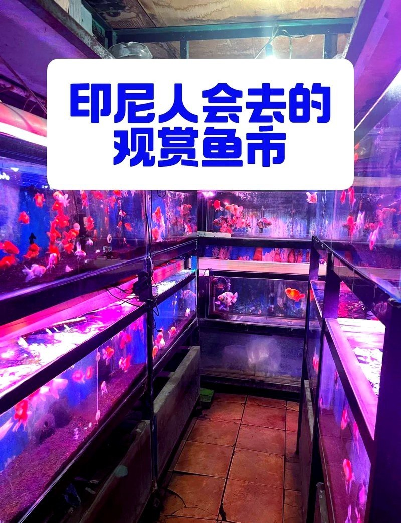 印尼龍魚(yú)批發(fā)市場(chǎng)在哪里有
