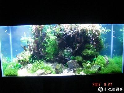 淡水魚缸造景的基本步驟根據搜索結果總結的魚缸造景方法：淡水魚缸造景教程