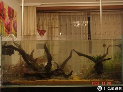 淡水魚缸造景的基本步驟根據搜索結果總結的魚缸造景方法：淡水魚缸造景教程