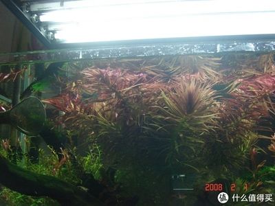 淡水魚缸造景的基本步驟根據搜索結果總結的魚缸造景方法：淡水魚缸造景教程