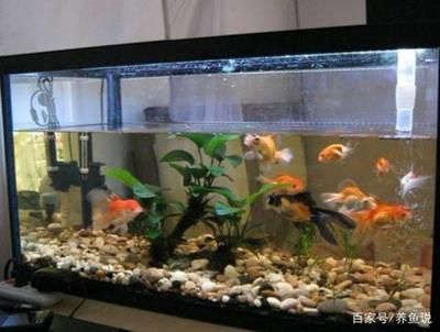 魚缸多少錢一個及圖片（魚缸多少錢一個及圖片魚缸的價格因其尺寸、品牌等多種因素有差異）