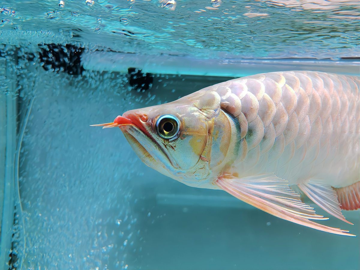 怎么防止龍魚兜嘴