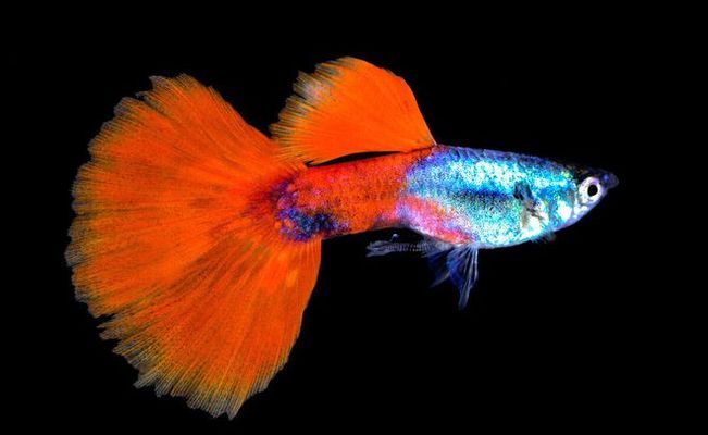 鄭州市二七區(qū)宏信水族觀賞魚店（鄭州市二七區(qū)宏信水族觀賞魚店電話） 鄭州市二七區(qū)宏信水族觀賞魚店（鄭州市二七區(qū)宏信水族觀賞魚店電話） 全國水族館企業(yè)名錄