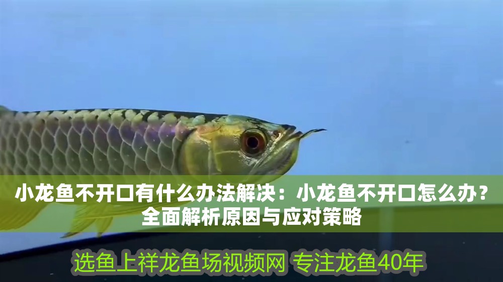 小龍魚不開口有什么辦法解決：小龍魚不開口怎么辦？全面解析原因與應對策略