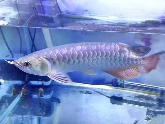 龍魚缸改原生缸好嗎：原生缸養龍魚的日常維護要點，原生缸養龍魚的溫度控制方法 龍魚缸改原生缸好嗎：原生缸養龍魚的日常維護要點，原生缸養龍魚的溫度控制方法 龍魚百科 第4張