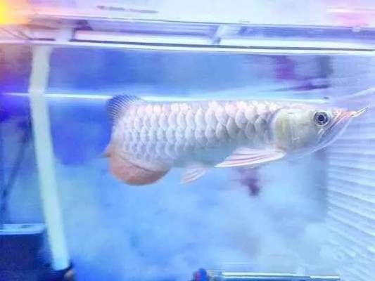 龍魚缸改原生缸好嗎：原生缸養龍魚的日常維護要點，原生缸養龍魚的溫度控制方法 龍魚缸改原生缸好嗎：原生缸養龍魚的日常維護要點，原生缸養龍魚的溫度控制方法 龍魚百科 第3張
