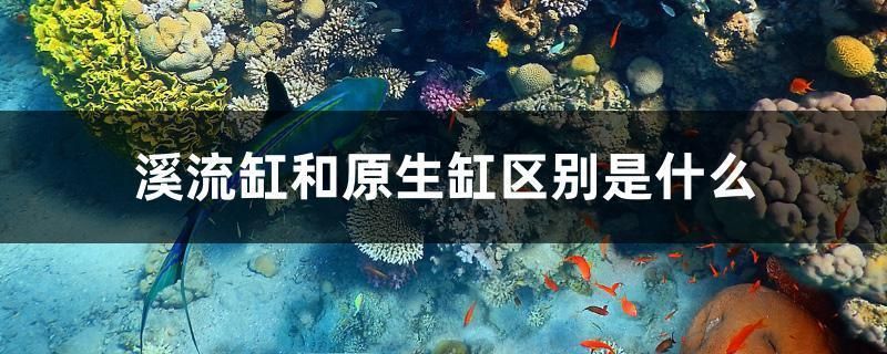 龍魚缸改原生缸好嗎：原生缸養龍魚的日常維護要點，原生缸養龍魚的溫度控制方法 龍魚缸改原生缸好嗎：原生缸養龍魚的日常維護要點，原生缸養龍魚的溫度控制方法 龍魚百科 第1張