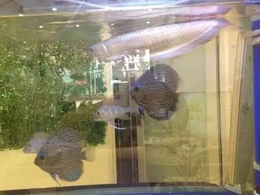 龍魚缸改原生缸好嗎：原生缸養龍魚的日常維護要點，原生缸養龍魚的溫度控制方法 龍魚缸改原生缸好嗎：原生缸養龍魚的日常維護要點，原生缸養龍魚的溫度控制方法 龍魚百科 第5張