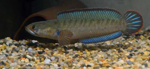 雷龍魚苗多大才會脫離親魚（雷龍魚苗何時能脫離親魚）