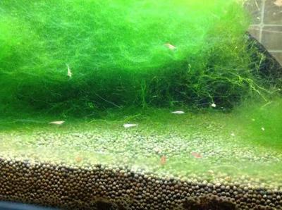 北京玉閣觀賞魚店 北京玉閣觀賞魚店 全國水族館企業名錄