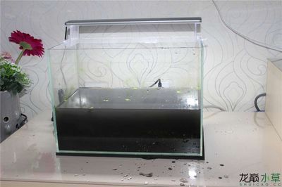 什么樣的魚缸好清理：如何自制魚缸清潔工具