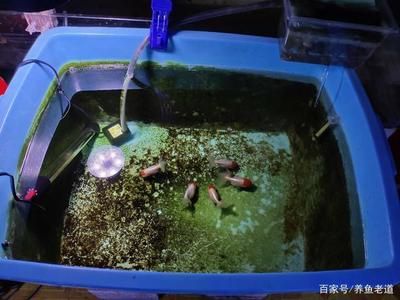 魚缸濾材的選擇指南了解不同種類型的魚缸濾材的選擇指南：新買的魚缸濾材如何清洗