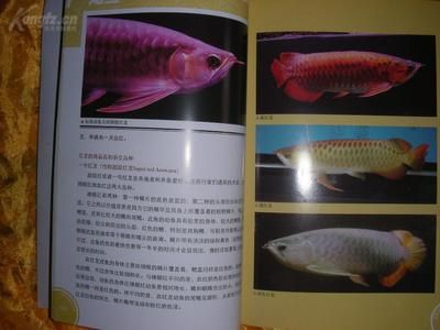 龍魚(yú)哪個(gè)品牌好養(yǎng)殖：如何選擇龍魚(yú)品牌