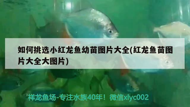 廣州市增城微利水族用品店 廣州市增城微利水族用品店 全國水族館企業名錄 第1張