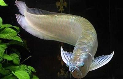 銀龍魚用什么背景最好（關(guān)于銀龍魚背景顏色選擇的一些詳細(xì)信息）