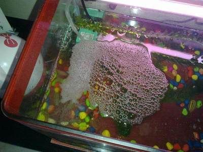 淡水魚缸怎么消毒比較好視頻(淡水魚缸消毒方法) 魚缸百科 第3張 淡水魚缸怎么消毒比較好視頻(淡水魚缸消毒方法) 淡水魚缸怎么消毒比較好視頻(淡水魚缸消毒方法) 魚缸百科 第3張