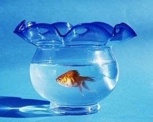出魚缸是什么原因：如何防止魚缸跳缸 出魚缸是什么原因：如何防止魚缸跳缸 魚缸百科 第5張