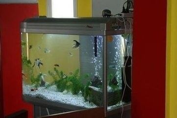 出魚缸是什么原因：如何防止魚缸跳缸 出魚缸是什么原因：如何防止魚缸跳缸 魚缸百科 第4張