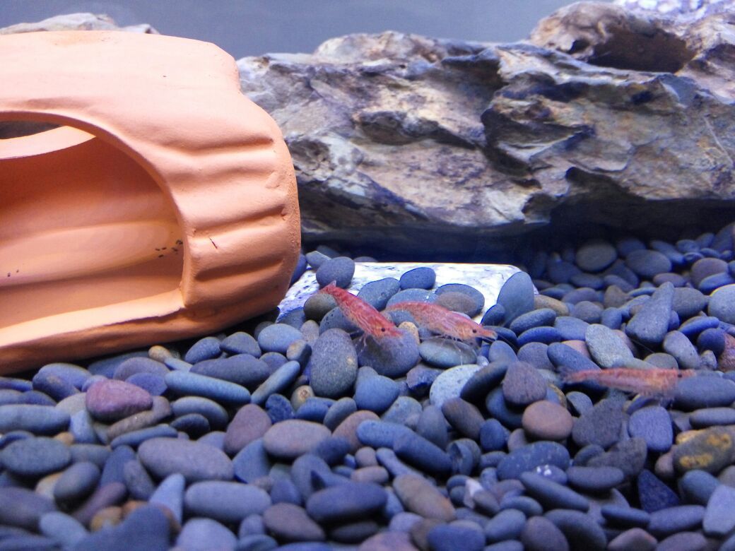 魚缸底砂選擇標準：紅色魚缸底砂的選擇標準
