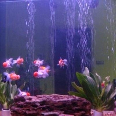 廣州魚(yú)缸批發(fā)市場(chǎng)：廣州作為<strong><mark>大城</mark></strong>市，擁有多個(gè)魚(yú)缸批發(fā)的地方是根據(jù)搜索結(jié)果整理的