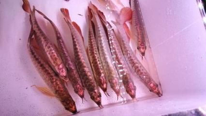 龍魚產(chǎn)地便宜么：龍魚產(chǎn)地價(jià)格