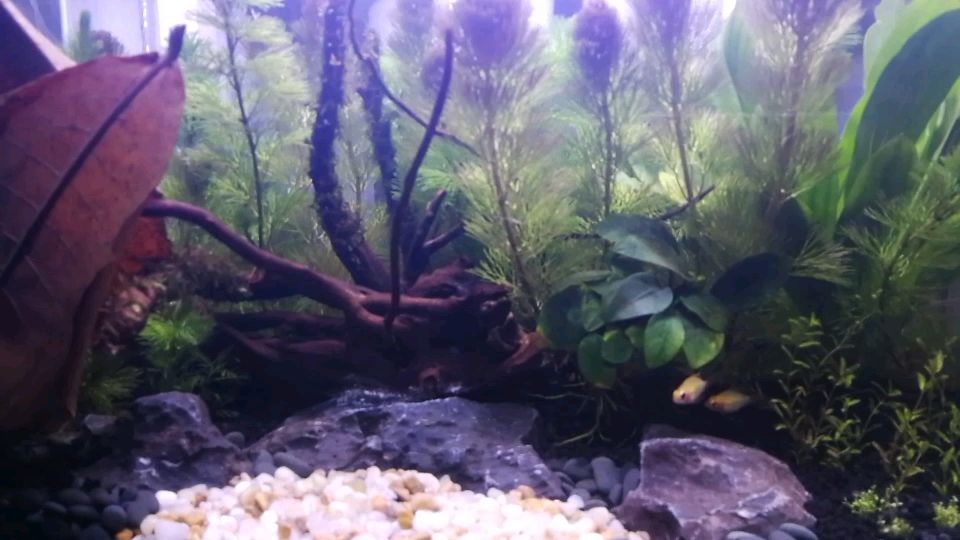 觀賞魚缸燈直射好嗎（光照對觀賞魚的影響） 觀賞魚缸燈直射好嗎（光照對觀賞魚的影響） 魚缸百科