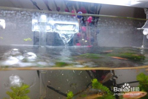 魚缸水質維護技巧：保持魚缸水質清澈的技巧 魚缸水質維護技巧：保持魚缸水質清澈的技巧 魚缸百科 第3張