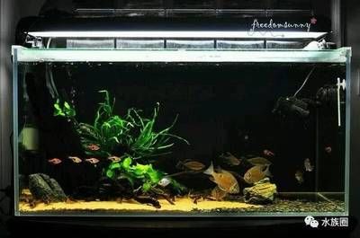 魚缸水質維護技巧：保持魚缸水質清澈的技巧 魚缸水質維護技巧：保持魚缸水質清澈的技巧 魚缸百科 第1張