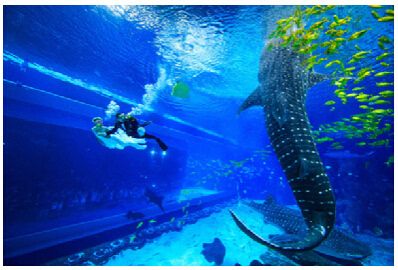 南寧水族館，中國廣西壯族自治區南寧市一個大型水族館旨在展示和保護各種海洋生物 南寧水族館，中國廣西壯族自治區南寧市一個大型水族館旨在展示和保護各種海洋生物 魚缸百科 第1張