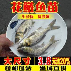 花鰱魚的養(yǎng)殖風(fēng)險(xiǎn)魚缸養(yǎng)殖方法：花鰱魚怎么養(yǎng)殖花鰱魚怎么養(yǎng)殖花鰱魚的養(yǎng)殖方法