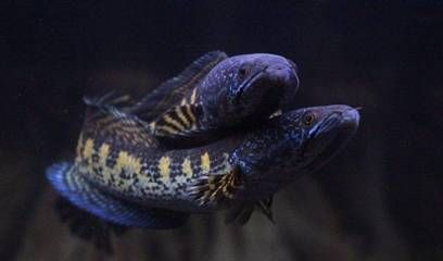 國內可以繁殖龍魚嗎？：內繁殖龍魚繁殖案例龍魚繁殖案例分析龍魚繁殖案例