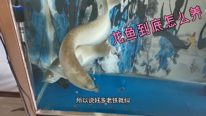 龍魚剛到家幾天喂食：龍魚剛到家幾天喂食需要注意以下幾點：新環境適應
