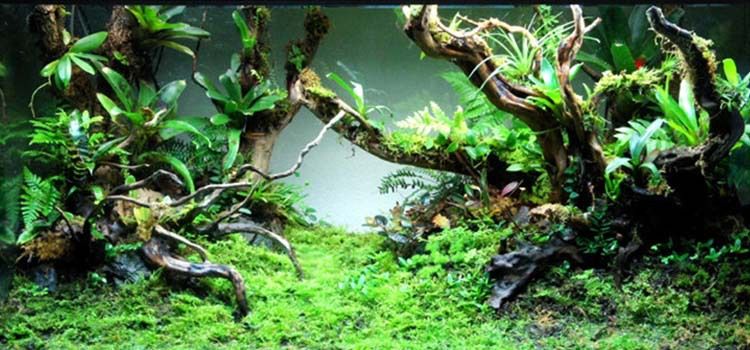 樹干魚缸造景：樹干魚缸造景的網站推薦