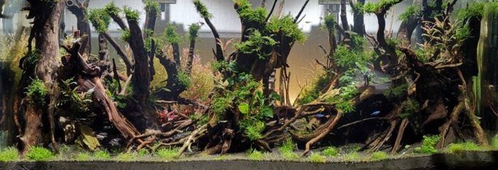 樹干魚缸造景：樹干魚缸造景的網站推薦