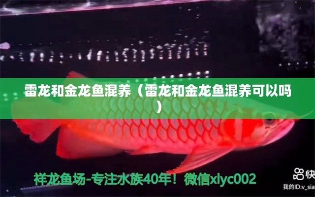 雷龍和金龍魚混養可以嗎（雷龍魚和金龍魚可以混養但需注意體型和性格差異） 雷龍和金龍魚混養可以嗎（雷龍魚和金龍魚可以混養但需注意體型和性格差異） 龍魚百科 第1張