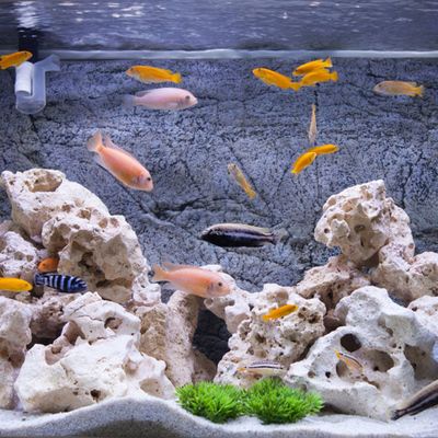 魚(yú)缸用海沙可以用于淡水魚(yú)缸嗎：淡水魚(yú)缸用海沙可以嗎