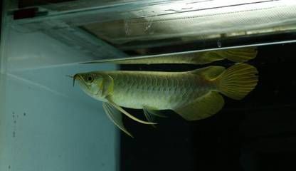 龍魚為什么養好長時間不怎么長大呢怎么回事：龍魚為什么養好長時間不怎么長大呢