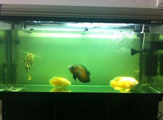 芝罘區(qū)魚航水族館（芝罘區(qū)魚航水族館電話） 芝罘區(qū)魚航水族館（芝罘區(qū)魚航水族館電話） 全國水族館企業(yè)名錄